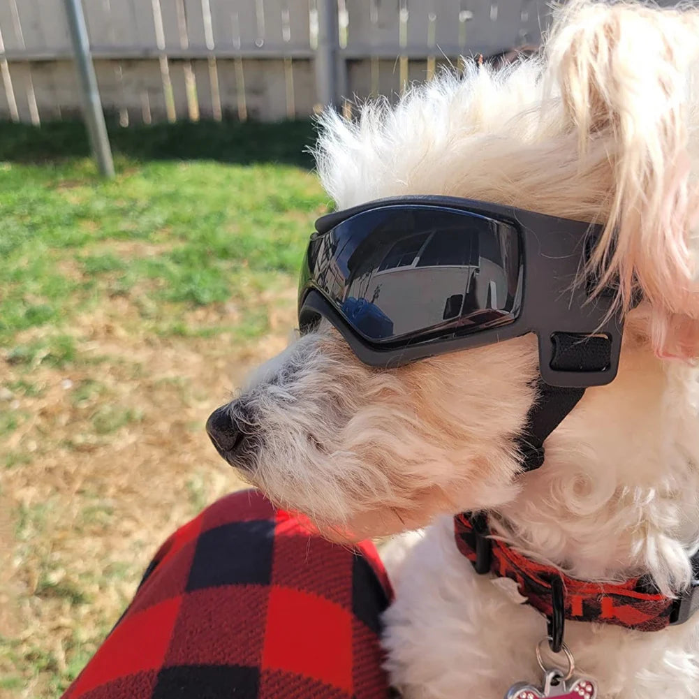 Lunettes de Soleil pour Chien & Chat