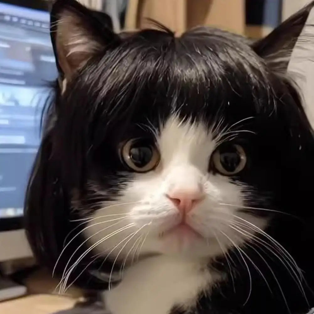 Perruque Costume pour Chien & Chat