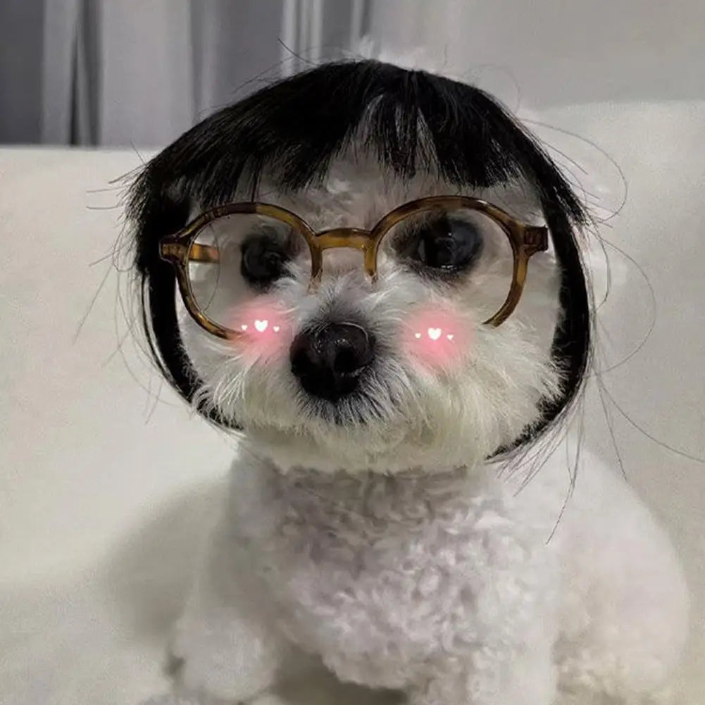 Perruque Costume pour Chien & Chat